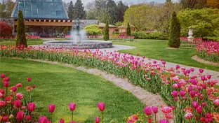Eine Reihe großer rosa Tulpen.