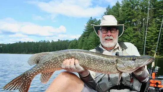 A man holds up a northern pike from a Muskoka fishing trip.