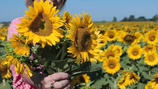 Eine Frau hält an einem klaren Sommertag einen Blumenstrauß auf einem Sonnenblumenfeld hoch.
