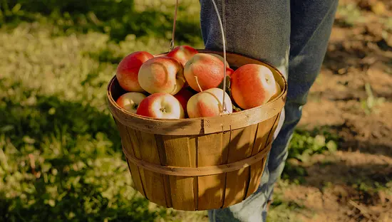 A person wearing blue jeans carrying a basket full of red apples alongside a patch of grass and dirt path.