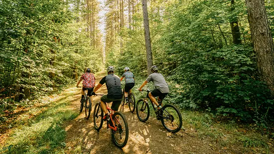 Four cyclists ride along a sunlit forest trail surrounded by tall trees and dense green foliage.