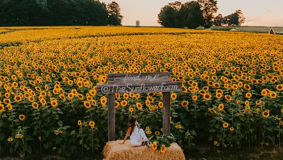 Person sitting on a hay bale beneath a wooden sign by a sunflower field at sunset, with trees and farmland in the distance.