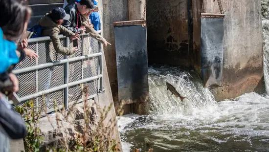En Port Hope, los espectadores observan cómo los salmones saltan fuera del agua durante la migración anual de otoño río arriba.