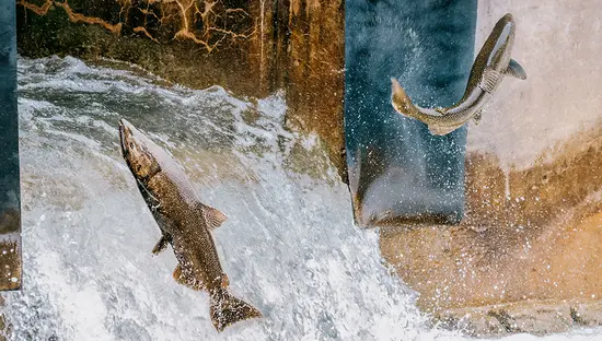 Two salmon leap through rushing, foaming water at a concrete structure, surrounded by splashing droplets.