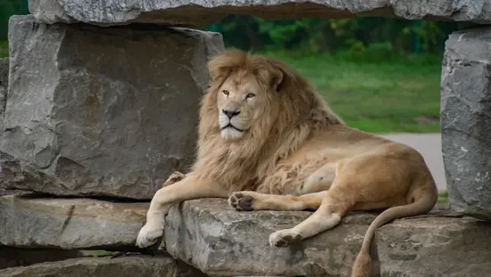 Ein Löwe liegt auf einem Felsen.