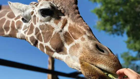 Close-up of a person hand-feeding a giraffe.