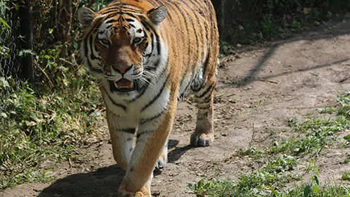 口を少し開けたトラが土の道を歩いています。