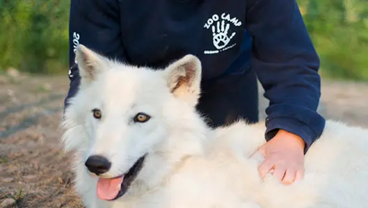 야생동물 공원에서 젊은 여성이 늑대 새끼를 쓰다듬고 있다.