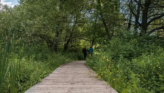 두 사람이 나무들 사이로 나무 판자길을 걷고 있다.