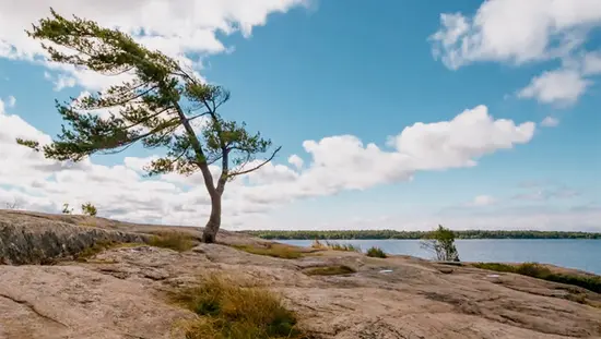 Pins balayés par le vent s’inclinant sur des rochers escarpés le long du rivage dans le parc provincial Killbear, en Ontario.