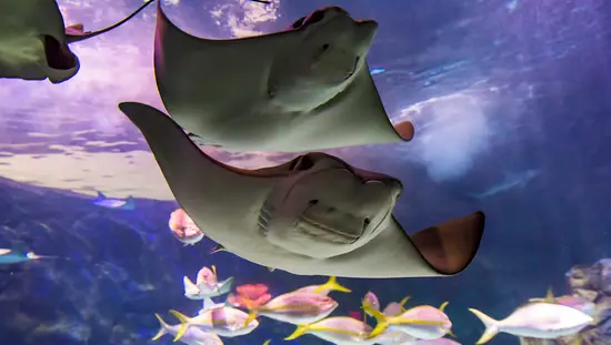 カナダのリプリー水族館で、背景で他のさまざまな魚と一緒に間近に泳ぐアカエイ。