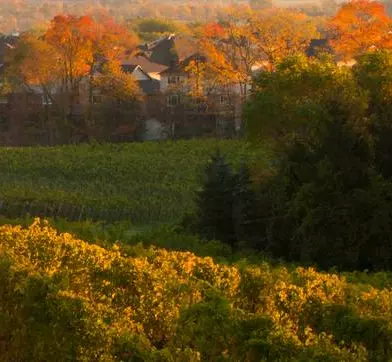 A vineyard with some homes in the background