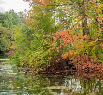 Fall foliage alongside a river