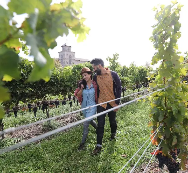 포도원의 포도나무 사이를 걷고 있는 커플.