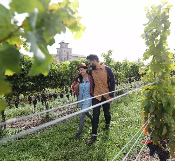 Ein Paar geht zwischen Weinreben in einem Weinberg spazieren.