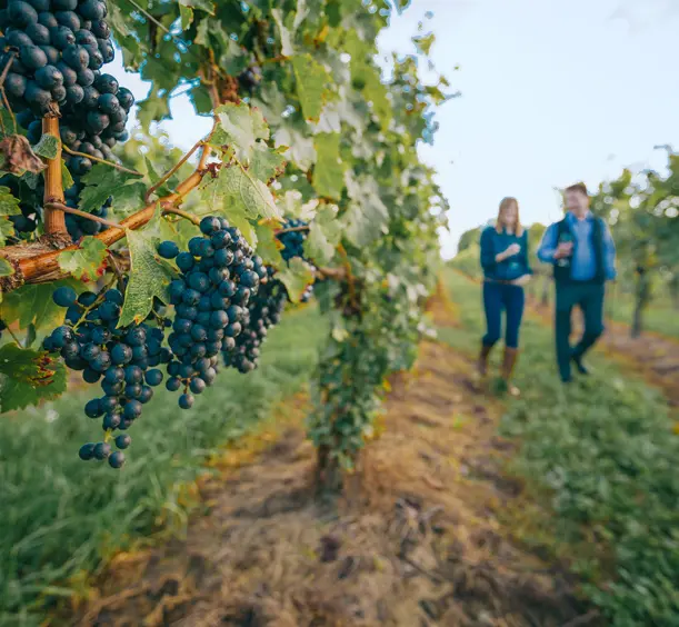 Ripe grapes on a vine in a vineyard, with two people strolling nearby enjoying glasses of wine.