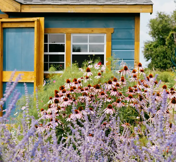 Lavender plants blooming in front of a small blue wooden cabin in an Ontario farm under a sunny sky.