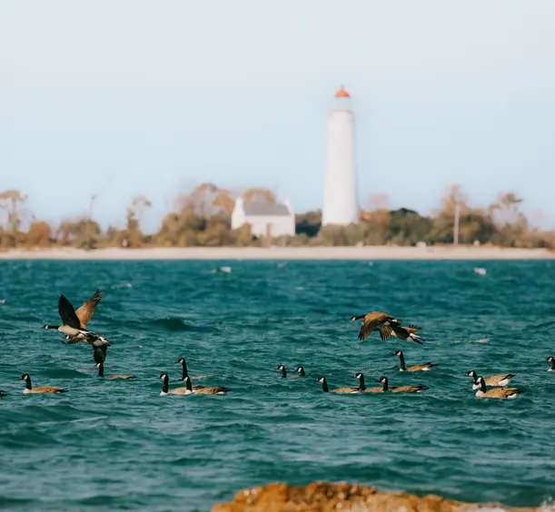 Canadian geese swimming in Lake Huron, with a tall white lighthouse and shoreline at Saugeen Shores.
