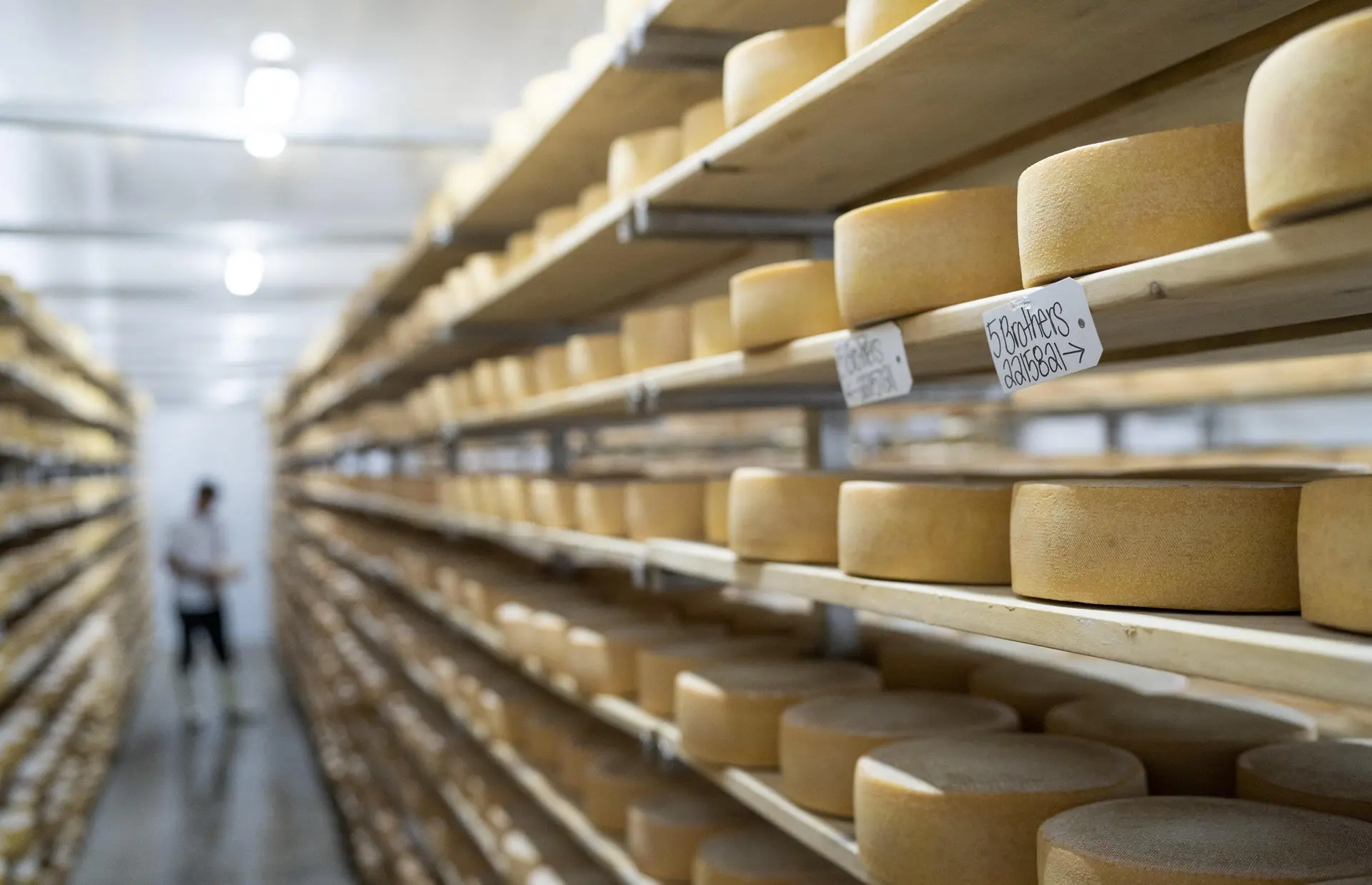 Shelves full of wheels of cheese at Gunn's Hill Artisan Cheese.