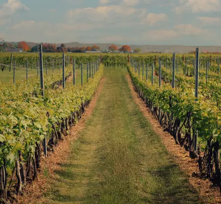 Une allée herbeuse mène entre des rangées de vignobles luxuriants dans un domaine viticole de la région de Niagara.