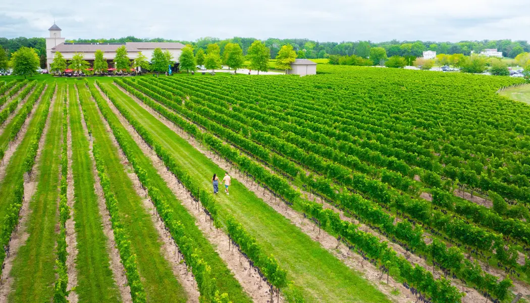 Two people stroll along rows of lush green vines towards red umbrellas on the patio at Two Sisters Vineyards. 