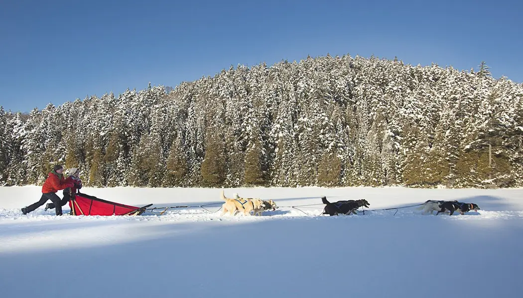 赤いそりに乗った2人が犬ぞりチームを先導し、アルゴンキン州立公園の森を抜けて雪原を進んでいます。