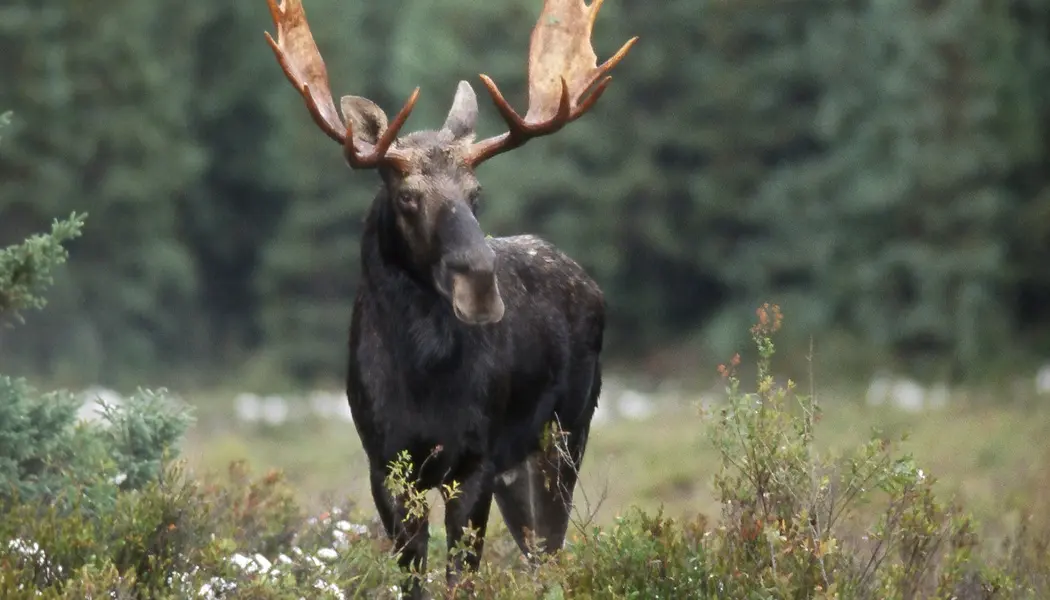 A bull moose with mature antlers is spotted in a meadow in Algonquin Park in springtime.