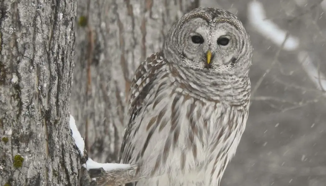 A barred owl on a branch is almost camouflaged with the winter colours of the forest. 
