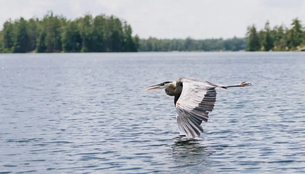 An einem Sommertag fliegt ein Graureiher über einen See, seine Flügel berühren fast das Wasser.