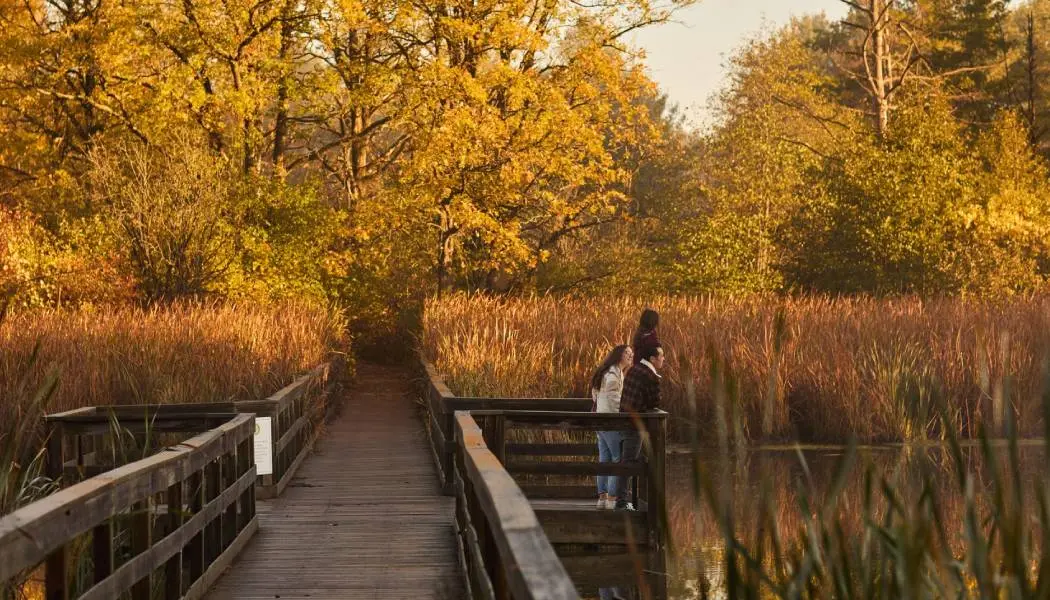 Une famille se tient sur une passerelle en bois pour observer les oiseaux dans un marais en automne.