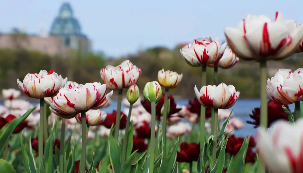 À Ottawa, un jardin de tulipes rouges et blanches s'épanouit avec le Musée des beaux-arts du Canada en arrière-plan.