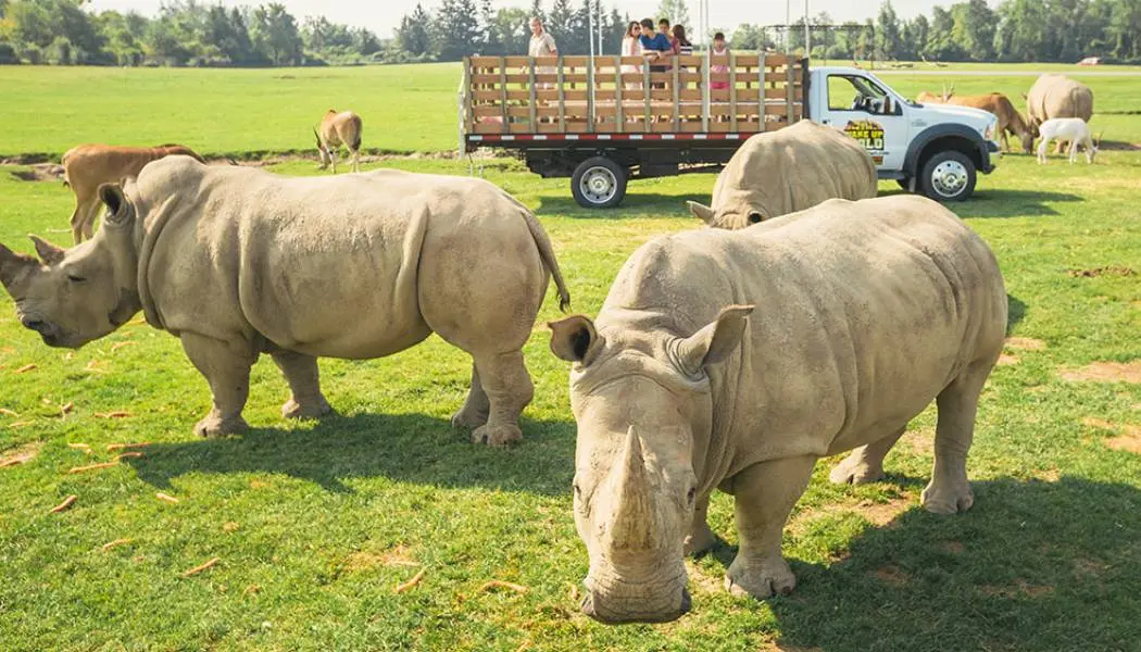 An open-air vehicle transports guests past a group of rhinos and other wild animals at African Lion Safari in Southern Ontario.