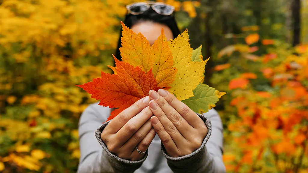 秋の紅葉の中で、カエデの葉を持っている人。