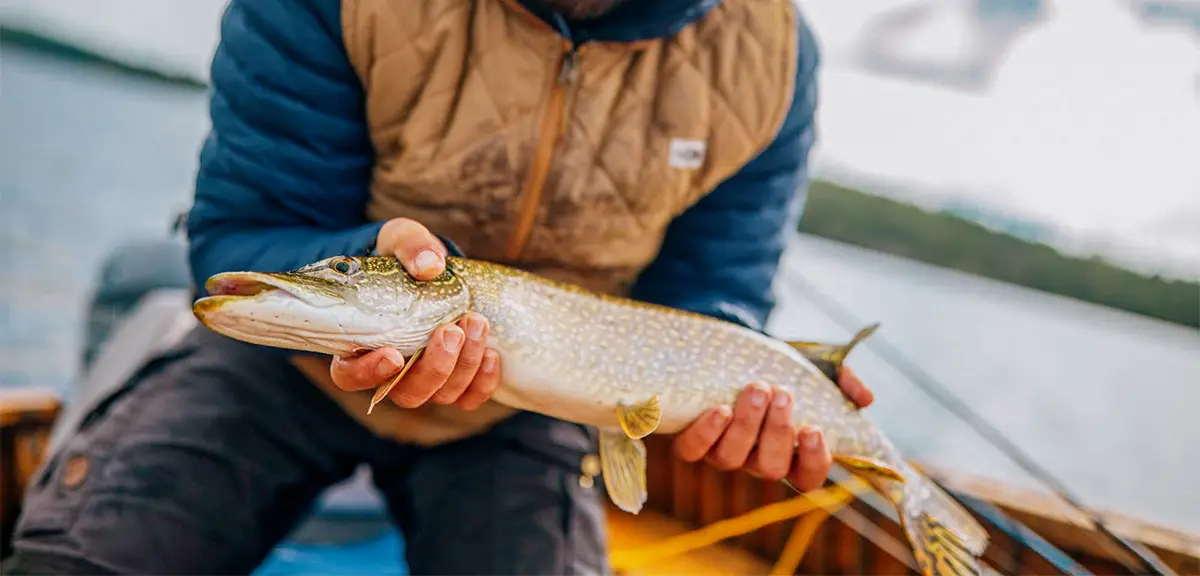 An angler holds a northern pike he caught while fishing in Algoma Country.