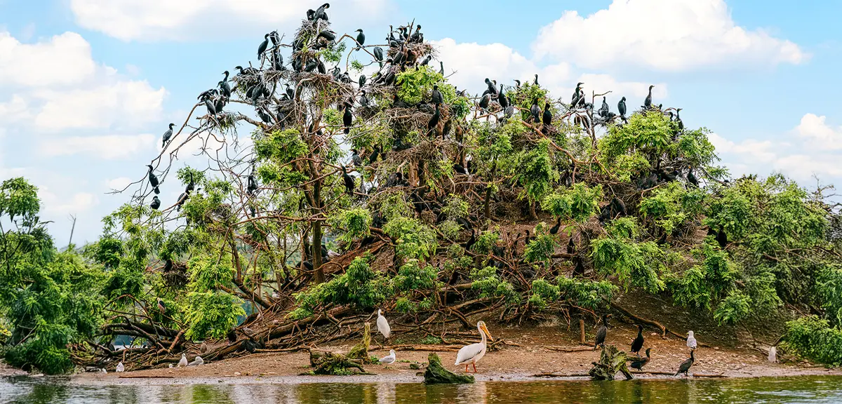 Large group of birds nesting in trees at Cootes Paradise wetlands in Hamilton.