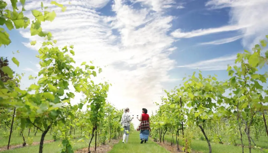 Two women walk through lush vineyards with a glass of wine each on a beautiful sunny day.