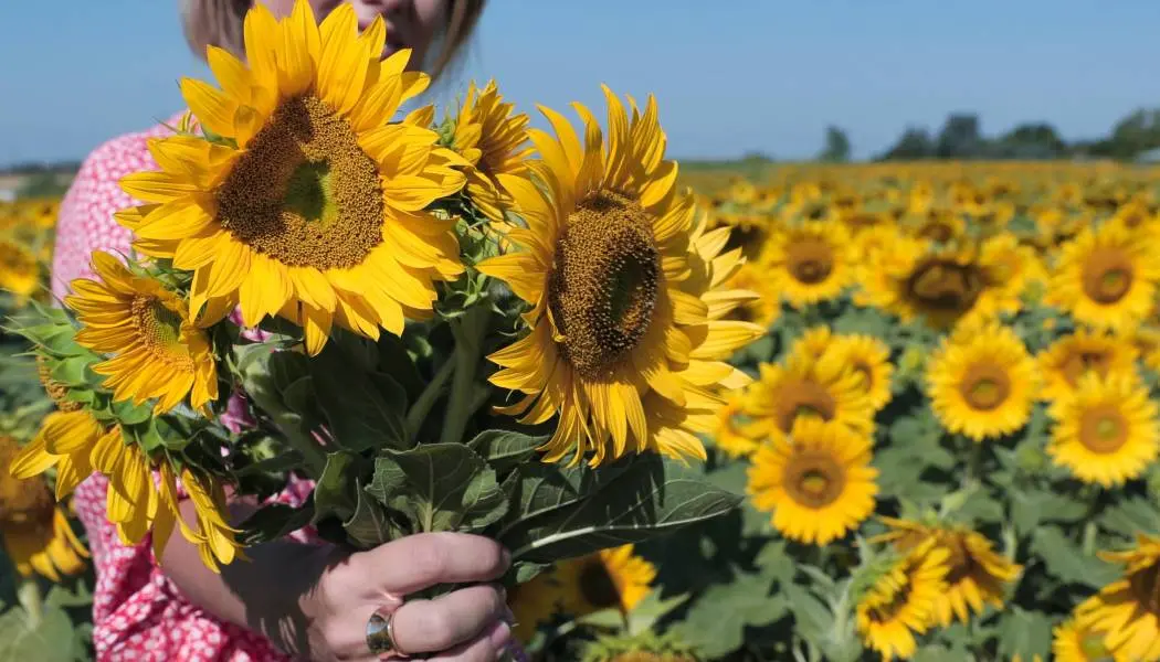 Una mujer sostiene un ramo de flores en un campo de girasoles en un día soleado de verano.