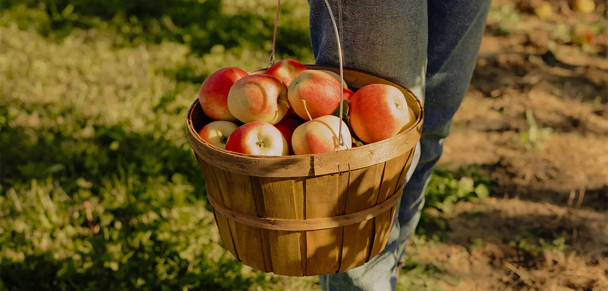 Una persona vestida con pantalones vaqueros azules lleva una cesta llena de manzanas rojas junto a un trozo de césped y un camino de tierra.