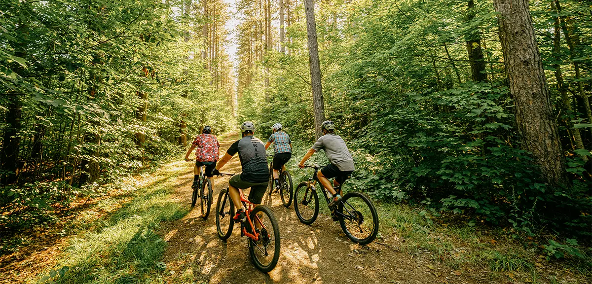Four cyclists ride along a sunlit forest trail surrounded by tall trees and dense green foliage.