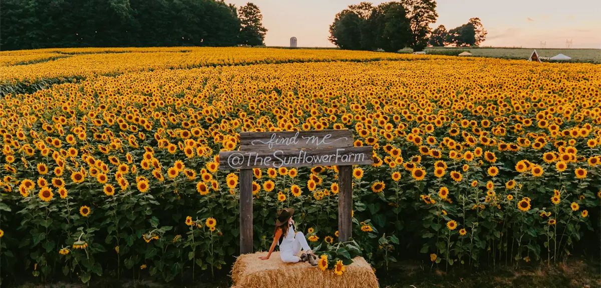 Eine Person sitzt bei Sonnenuntergang auf einem Heuballen unter einem Holzschild neben einem Sonnenblumenfeld; in der Ferne sind Bäume und Ackerland zu sehen.