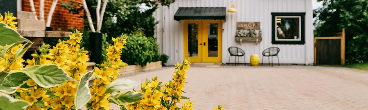 노란색 문, 검은색으로 장식된 창틀과 의자, 그리고 전경에 피어난 밝은 노란색 꽃이 있는 매력적인 흰색 상점입니다.