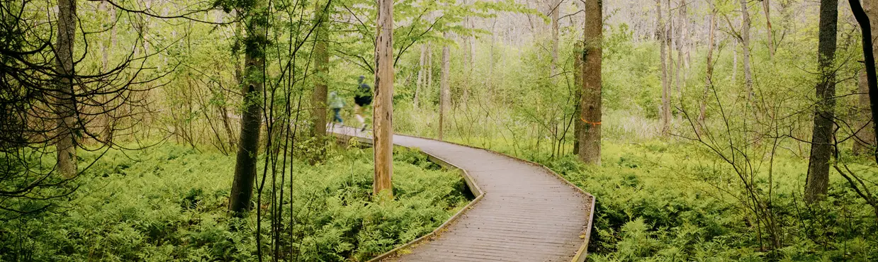 Un chemin de bois qui serpente à travers la forêt, bordé de plantes vertes luxuriantes et d’arbres épars.
