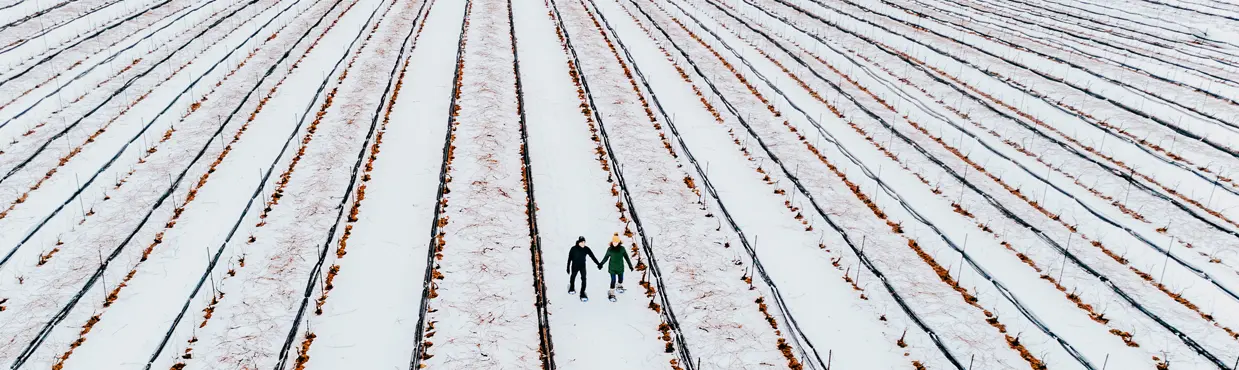 Vue aérienne de la Burning Kiln Winery, à St. Williams, recouverte de neige, avec deux personnes marchant entre les rangées de vignes.