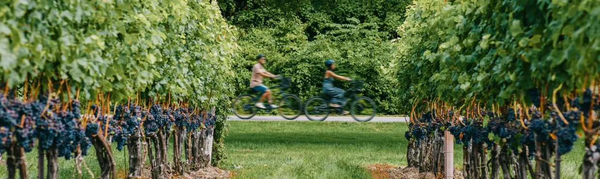  ナイアガラ・オン・ザ・レイクのトゥー・シスターズ・ヴィンヤードで、緑豊かな木々に囲まれたブドウ畑の列を自転車で通り過ぎる2人。