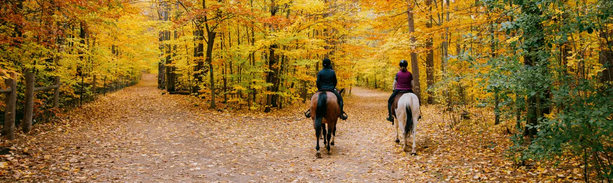 Two horseback riders travel along a forest trail blanketed with autumn leaves in Markham, Ontario.