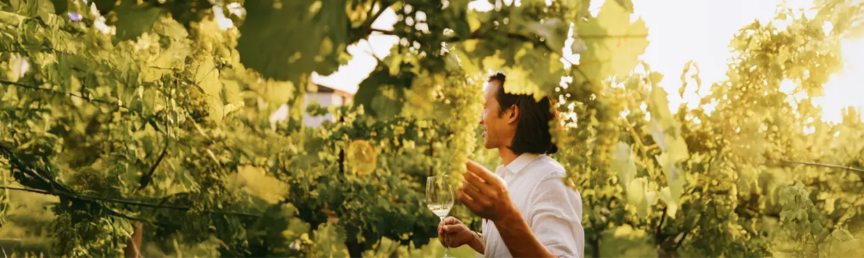  Un hombre sonriente sosteniendo una copa de vino blanco, de pie entre exuberantes vides verdes en un viñedo de Niagara-on-the-Lake durante la hora dorada.
