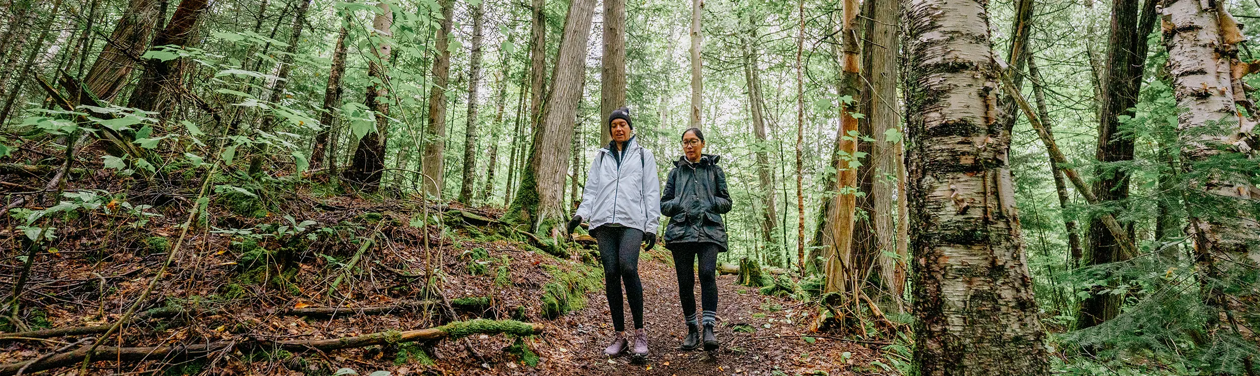 Dos personas caminando por un sendero forestal rodeado de árboles altos.