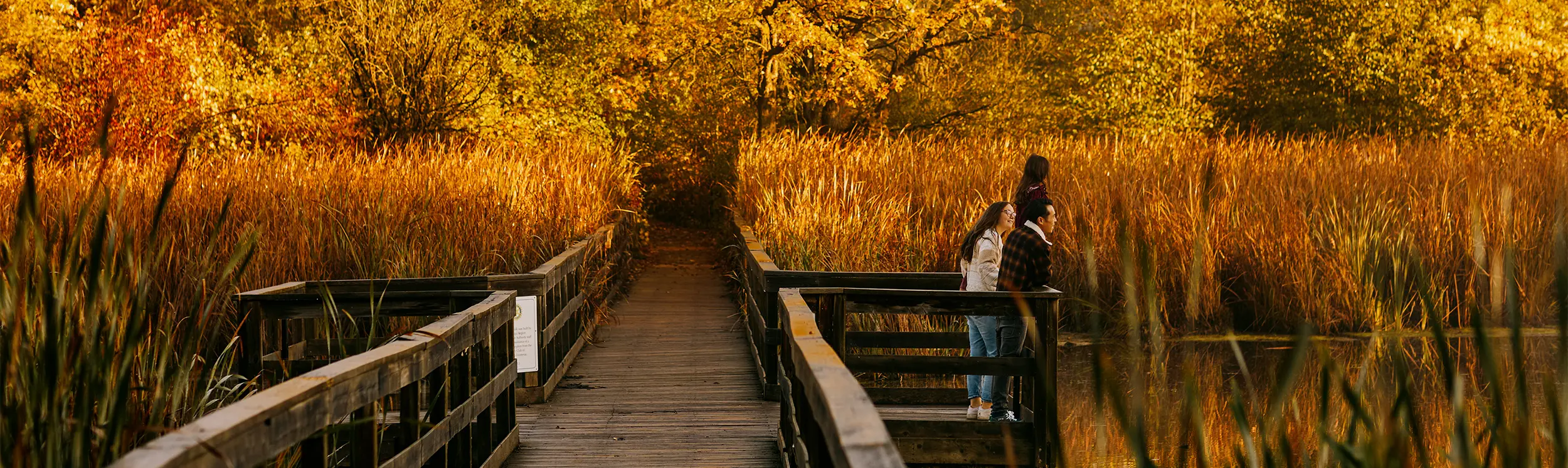 R5  Des personnes se tenant sur une promenade donnant sur un marais, entourées d’arbres aux couleurs dorées de l’automne.
