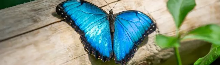 Ein leuchtend blauer Schmetterling ruht auf einem Holzstamm.