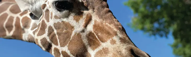 Close-up of a person hand-feeding a giraffe.